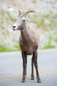 Bighorn sheep Stock Photos