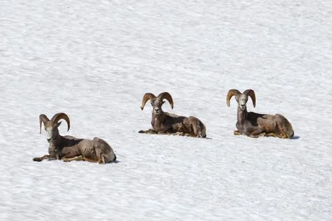 Bighorn sheep Stock Photos