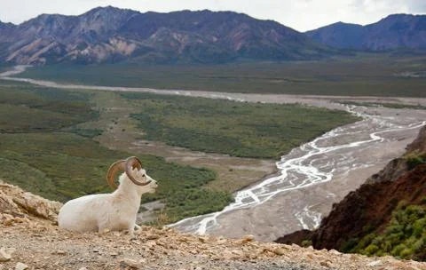 Bighorn Sheep Stock Photos