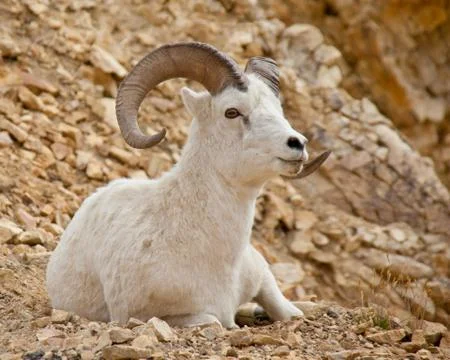 Bighorn Sheep Stock Photos