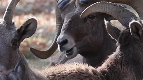Bighorn Sheep Ram Close-Up of Head, Chewing Grass Stock Footage 337655038