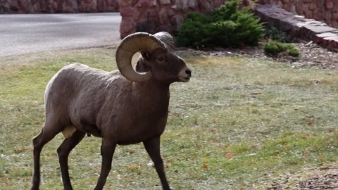 Bighorn Sheep Ram Stock Footage 336671083