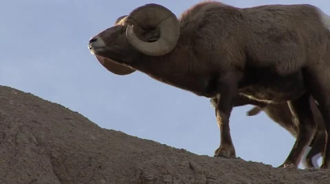 Bighorn Sheep Ram Male Adult Fighting Pair Head Butt Horns Collision Collide Stock Footage