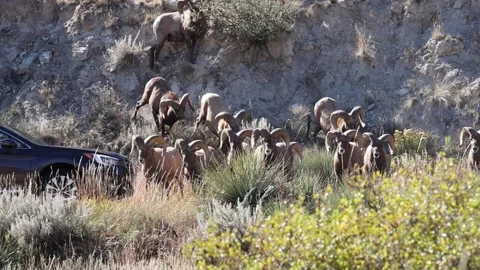 Bighorn sheep rams jumping from the rocks in Garden of the Gods. Stock Footage 346254836