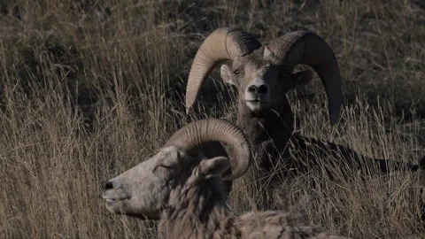 Bighorn sheep rams laying down on hill side, 4k Stock Footage 269396581