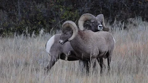 Bighorn sheep rams in the midst of the rut. Stock Footage 346261894