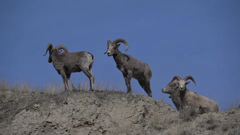 Bighorn sheep rams move to skyline of sand hills, 4k Stock Footage 270189051