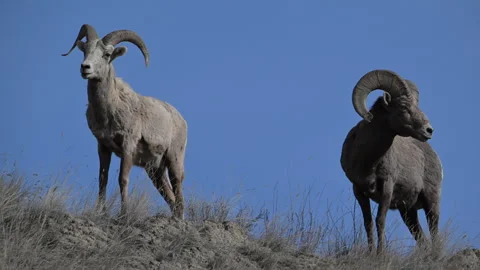 Bighorn sheep rams, pair, skylined, blue sky, 4k Stock Footage 270189177