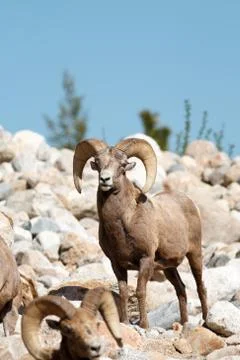 Bighorn sheep rams Stock Photos
