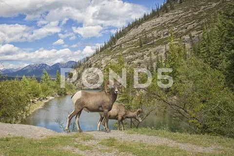 Bighorn sheep in the Rocky Mountains Stock Photos