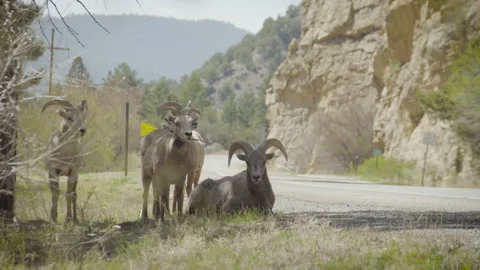 Bighorn Sheep on the Side of the Road Stock Footage 194182565