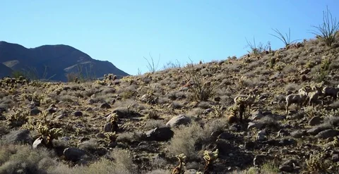 Bighorn Sheep Spooked ! Stock Footage 124396503
