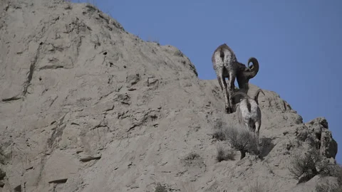 Bighorn sheep, two rams, mature and young, climb a clay pinnacle, 4k Stock Footage 270191771
