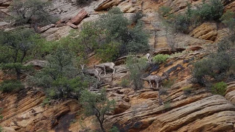 Bighorn sheep walking Vídeo Stock 78045530