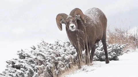 Bighorn sheep in the wild 動画素材 150702859