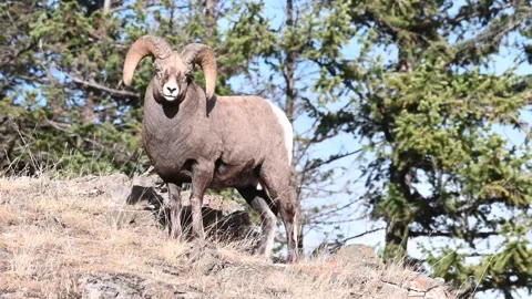 Bighorn sheep in the wild Stock Footage 150702909