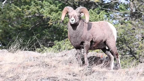 Bighorn sheep in the wild Stock Footage 150702929