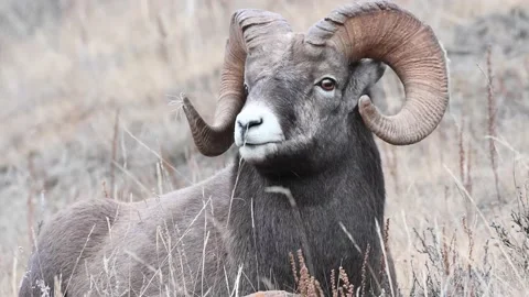 Bighorn sheep in the wild Stock Footage 150702964