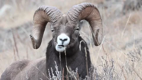 Bighorn sheep in the wild Видео 150702966