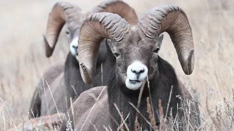 Bighorn sheep in the wild Stock Footage 150702995