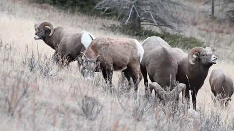 Bighorn sheep in the wild Stock Footage 150703048