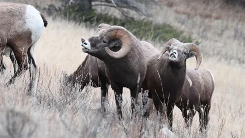 Bighorn sheep in the wild Vídeo Stock 150703056