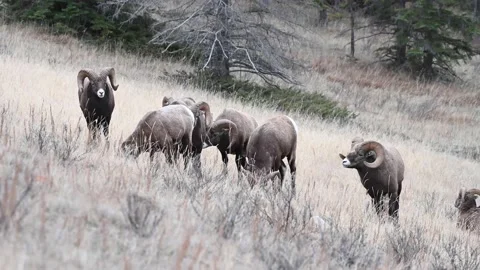 Bighorn sheep in the wild Stock Footage 150703062