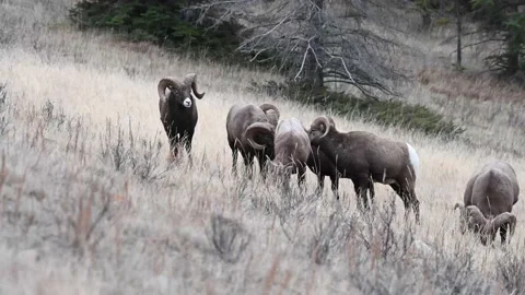 Bighorn sheep in the wild Stock Footage 150703066