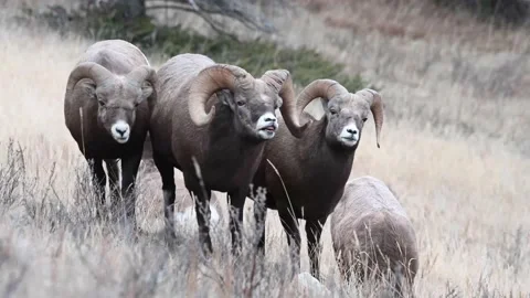 Bighorn sheep in the wild Stock Footage 150703073