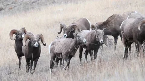 Bighorn sheep in the wild Stock Footage 150703096