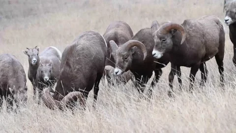Bighorn sheep in the wild Stock Footage 150703104