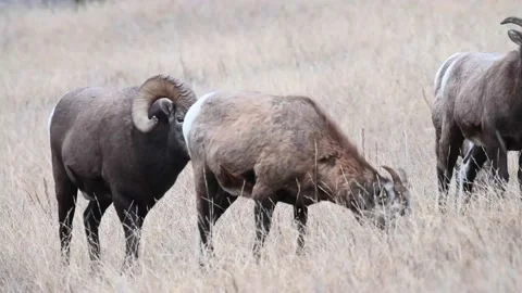 Bighorn sheep in the wild Stock Footage 150703105