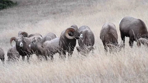 Bighorn sheep in the wild Stock Footage 150703157