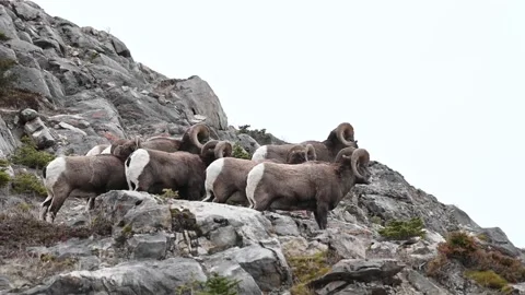 Bighorn sheep in the wild Stock-Footage 150703169