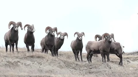 Bighorn sheep in the wild Stock Footage 150703200
