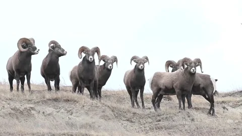 Bighorn sheep in the wild Stock Footage 150703208