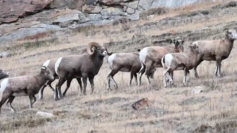 Bighorn sheep in the wild Vídeo Stock 150703230