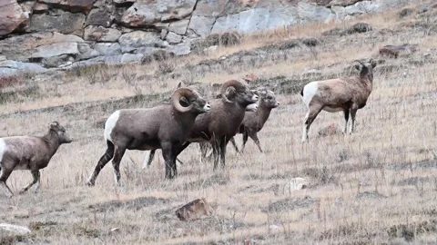 Bighorn sheep in the wild Stock Footage 150703236