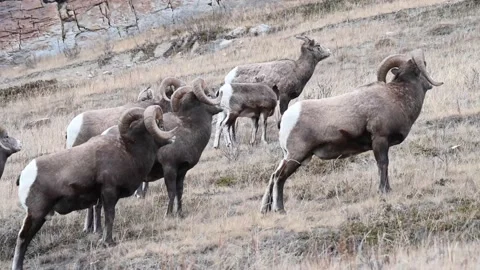 Bighorn sheep in the wild Stock Footage 150703252