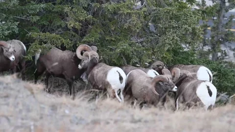 Bighorn sheep in the wild Stock Footage 150703292