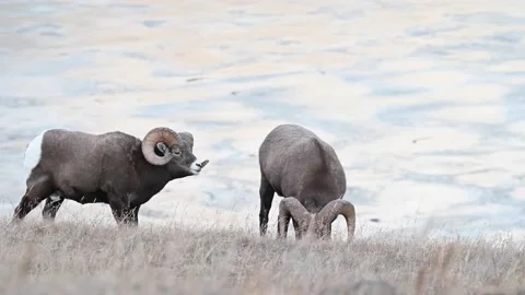 Bighorn sheep in the wild Stock Footage 150703331