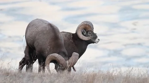 Bighorn sheep in the wild Stock Footage 150703346