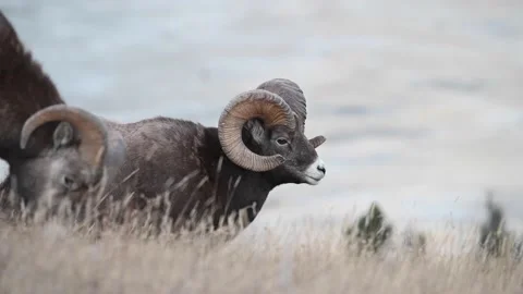 Bighorn sheep in the wild Stock-Footage 150703400