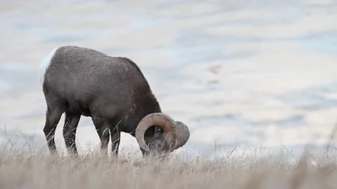 Bighorn sheep in the wild Stockbeeldmateriaal 150703533