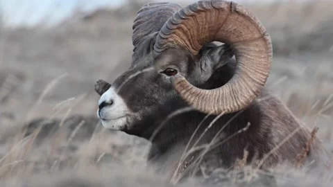 Bighorn sheep in the wild Stockbeeldmateriaal 150703556