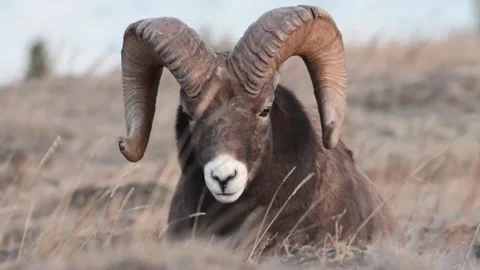 Bighorn sheep in the wild Stock Footage 150703558