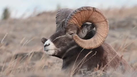 Bighorn sheep in the wild Видео 150703564