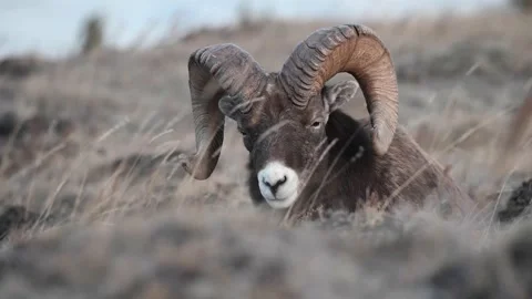 Bighorn sheep in the wild Stock-Footage 150703566