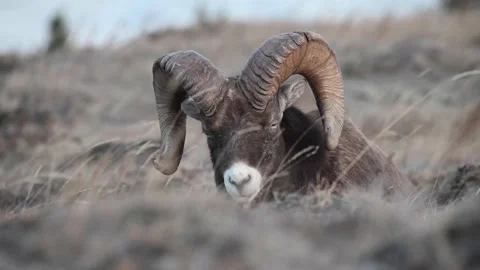 Bighorn sheep in the wild Stock Footage 150703579
