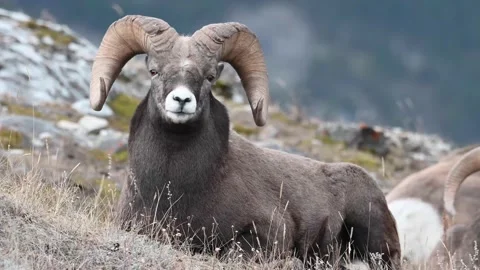 Bighorn sheep in the wild Stock Footage 150703597